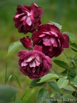 Burgundy Ice Burgundy Ice