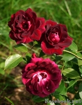 Burgundy Ice Burgundy Ice