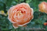 Lady of Shalott Lady of Shalott