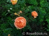 Lady of Shalott Lady of Shalott