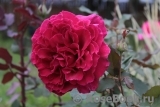 Velvet Fragrance Velvet Fragrance