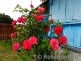 Rosarium Uetersen Rosarium Uetersen