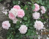 Home & Garden Home & Garden