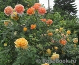 Lady of Shalott Lady of Shalott