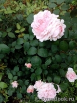 Eglantyne® Eglantyne®
