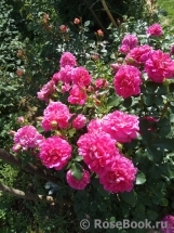 Princess Anne Princess Anne