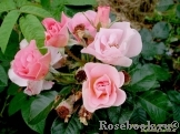 Pink Robusta Pink Robusta