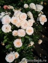 Cream Abundance Cream Abundance