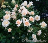 Caron Keating Rose Caron Keating Rose