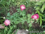 Centenaire de l'Haÿ-les-roses ® Centenaire de l'Haÿ-les-roses ®