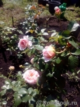 Abraham Darby Abraham Darby