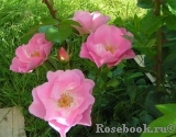 Pink Robusta Pink Robusta