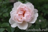 Generous Gardener, The Generous Gardener, The