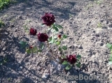 Black Baccara Black Baccara
