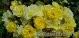 Golden Border Golden Border