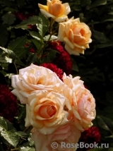 Sweet Honey ® Sweet Honey ®