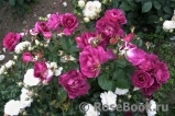 Bluebell® Bluebell®