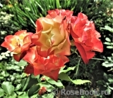 Origami® Origami®