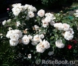 Lions Rose Lions Rose