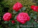 Dame de Coeur Dame de Coeur