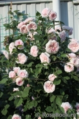 Claire Rose Claire Rose