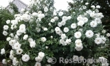 Schneewittchen Schneewittchen