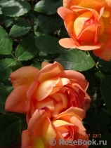 Lady of Shalott Lady of Shalott