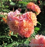 Augusta Luise Augusta Luise