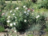 Crocus Rose® Crocus Rose®