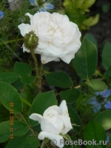 Blanche Moreau Blanche Moreau