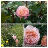 Rosemary Harkness Rosemary Harkness