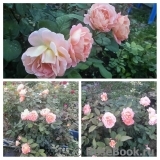 Rosemary Harkness Rosemary Harkness