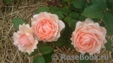Ambridge Rose 