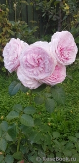 Olivia Rose Austin Olivia Rose Austin