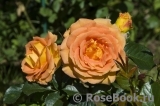 Goldelse Goldelse