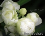 White Morsdag White Morsdag