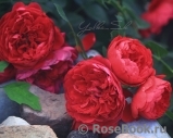 Florentina - Florentina -