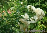 White Meidiland White Meidiland