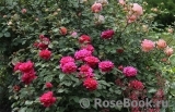 Sophy’s Rose Sophy’s Rose