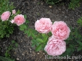 The Alnwick Rose The Alnwick Rose