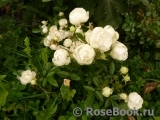 Witte Koster Witte Koster