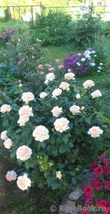 Chandos Beauty Chandos Beauty