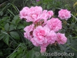 Home & Garden Home & Garden