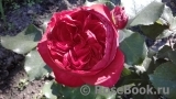 Ruban Rouge Ruban Rouge