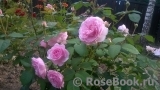Olivia Rose Austin Olivia Rose Austin