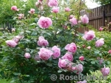 Alan Titchmarsh