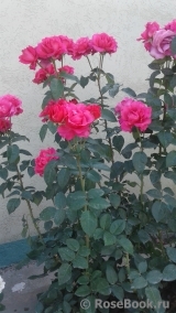 Venrosa Venrosa
