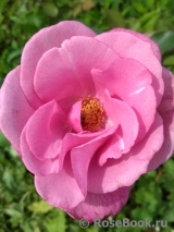 Violette Parfumee Violette Parfumee