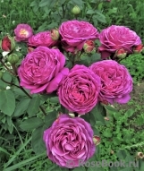 Heidi Klum Rose Heidi Klum Rose