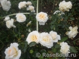 Cream Abundance Cream Abundance